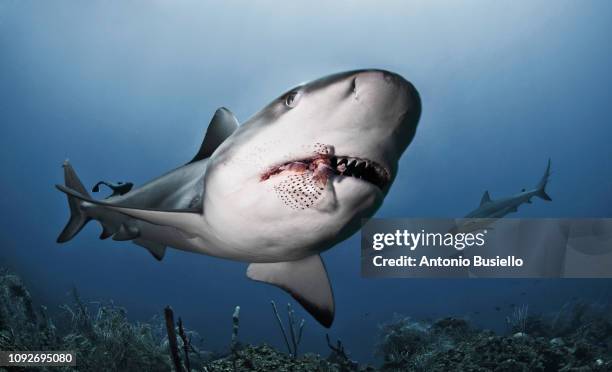 caribbean sharks eating lionfish - animals attacking stock pictures, royalty-free photos & images