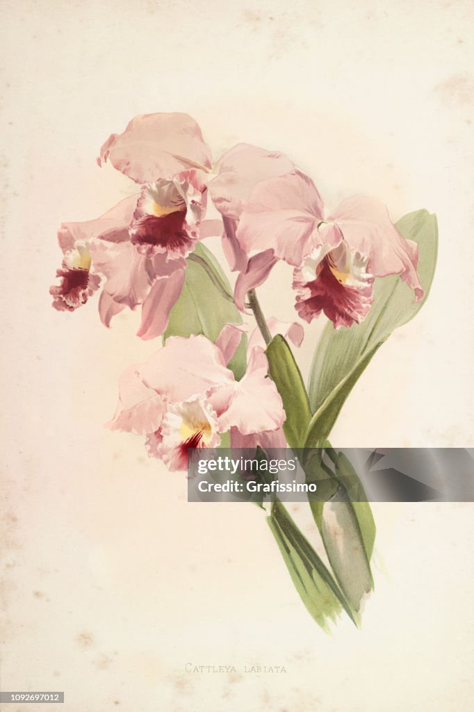 Orchid flower engraving watercolor painting Cattleya Labiata