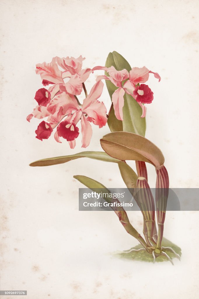 Orchid flower engraving watercolor painting Cattleya Lawreceana