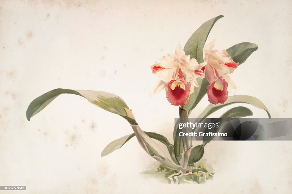 Orchid flower engraving watercolor painting Cattleya Labiata trianaei