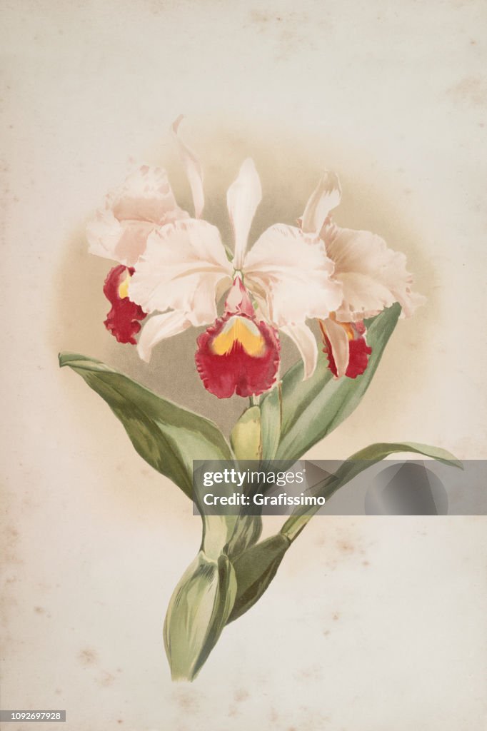 Orchid flower engraving watercolor painting Cattleya Trianaei schroederiana