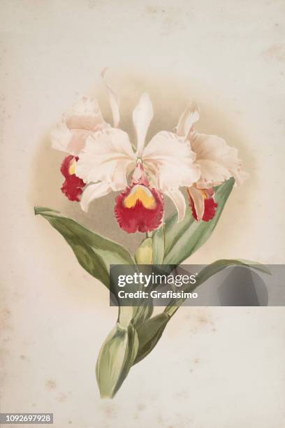 Orchid Flower Engraving Watercolor Painting Cattleya Trianaei Schroederiana High-Res Vector Graphic