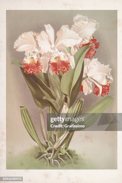 orchid flower engraving watercolor painting cattleya mendelli - cattleya orchids stock illustrations