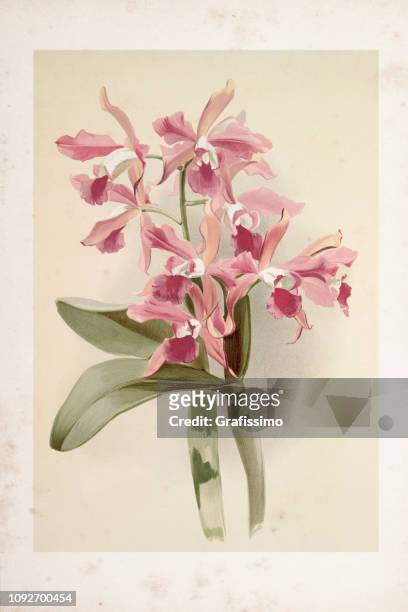 orchid flower engraving watercolor painting laelio cattleya elegans var blenheimensis - exoticism stock illustrations