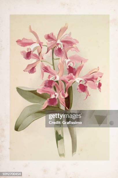 orchid flower engraving watercolor painting laelio cattleya elegans var blenheimensis - amethyst lipped cattleya stock illustrations