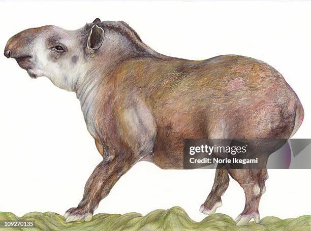 bildbanksillustrationer, clip art samt tecknat material och ikoner med an illustration of a tapir - tapir