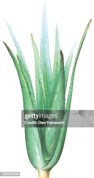 an illustration of an aloe vera plant - aloe vera stock illustrations