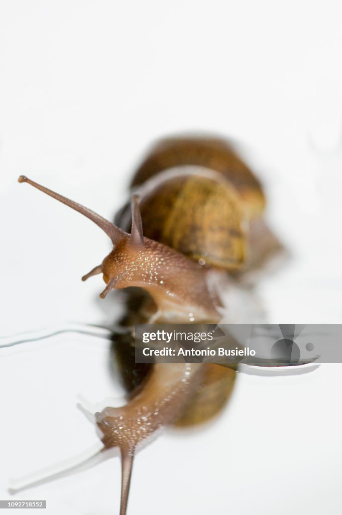 Studio shot of snails out of shell carrying each other