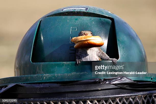 Squirrel found an entire fast food meal in a trash can in Woodland Park in Lexington, Kentucky, Thursday, February 17, 2011. The squirrel climbed...