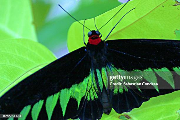 single large eastern tiger swallowtail butterfly resting on a plant, animals against green screen, animals themes - papilio palinurus stock pictures, royalty-free photos & images