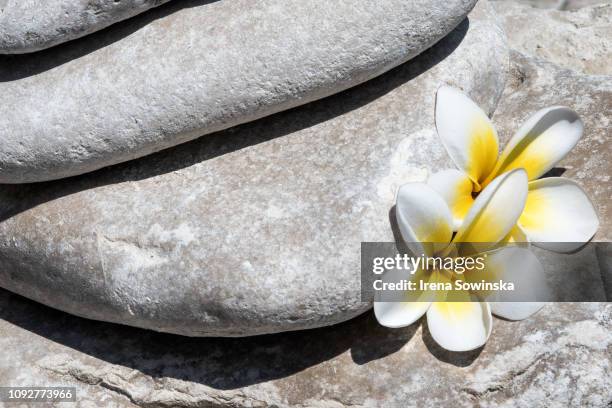 freschezza di un fiore - frangipane stock pictures, royalty-free photos & images