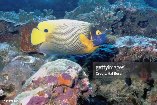 Yellow Anglet Yellow Angelfish Photos and Premium High Res Pictures - Getty Images