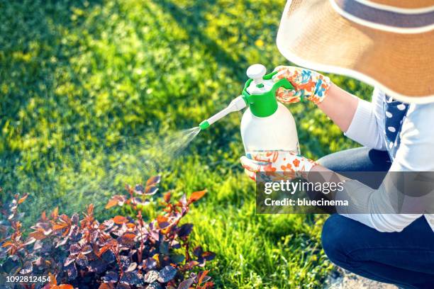 woman spraying flowers in the garden - vegetable gardening stock pictures, royalty-free photos & images