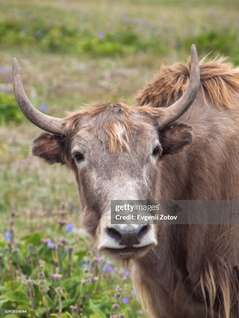 Yak on jailoo (highland pasture) in the Pamir-Alay Mountains in Kyrgyzstan