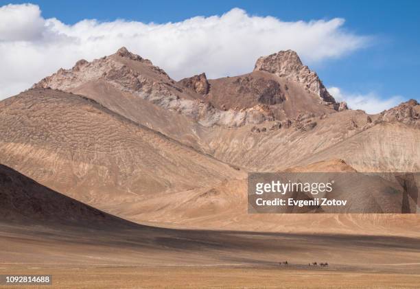 small caravan of tourists rides camels along arid mountains in the pamirs in tajikistan - arid stock pictures, royalty-free photos & images