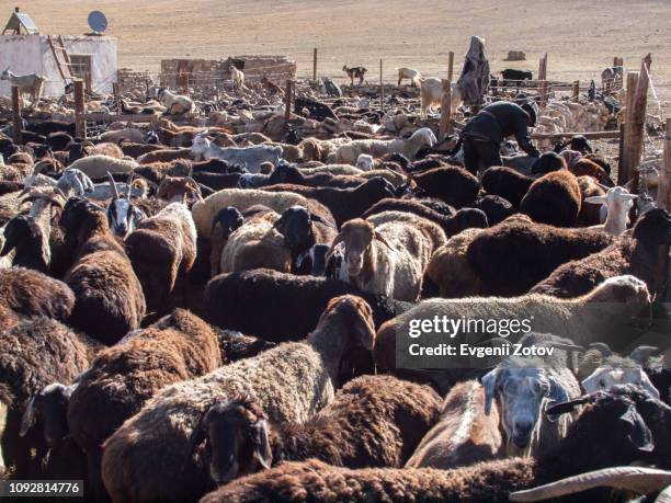flock of sheep in pen on kyrgyz jailoo (highland pasture) near rangkul in the eastern pamirs in tajikistan - goat pen stock pictures, royalty-free photos & images