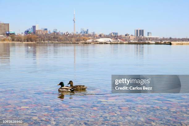 ducks and the city - lago ontario fotografías e imágenes de stock