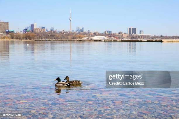 ducks and the city - lake ontario stock pictures, royalty-free photos & images