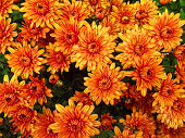 Orange chrysanthemum flowers background, natural pattern