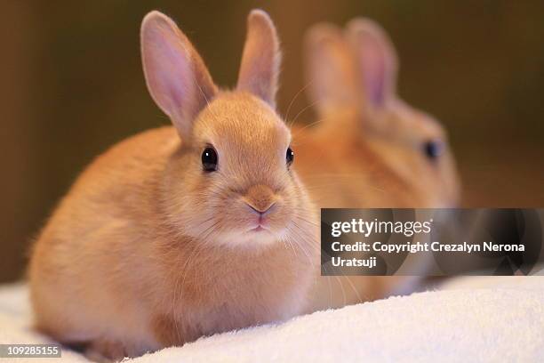 bunny with reflection - lagomorphs stock-fotos und bilder