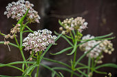 Narrow leaf milkweed (Asclepias fascicularis) wildflowers