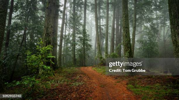 skyline trail in fog - santa cruz california stock pictures, royalty-free photos & images