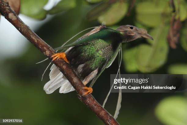 a male standardwing bird-of-paradise, semioptera wallacii, doing its mating display by displaying its irridescent green breast shield and four white "standard" feathers - bird of paradise bird stock pictures, royalty-free photos & images