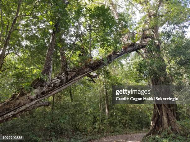 East Java Rainforest 22 Eastern Java Bali Rain Forests Stock Photos, High-Res Pictures, and ...