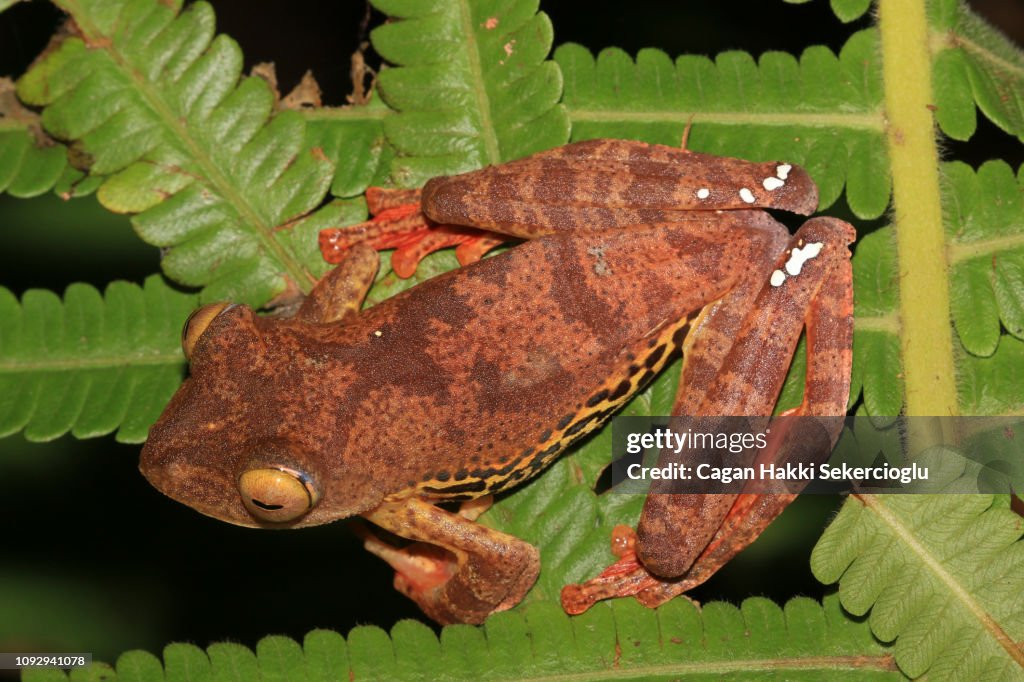 A harlequin tree frog or panther flying frog, Rhacophorus pardalis, sitting on a leaf