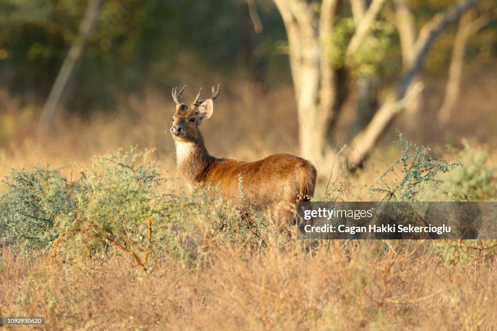 Javan rusa, Timor deer or Sunda sambar, Rusa timorensis, is looking up from the bush