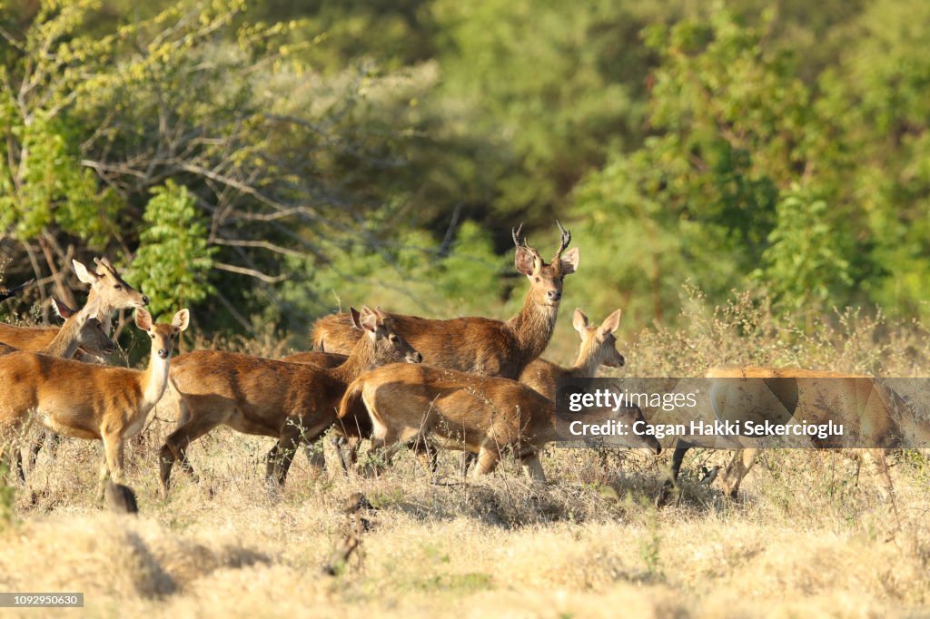 A herd of Javan rusa, Timor deer or Sunda sambar, Rusa timorensis.