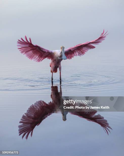a roseate spoonbill with extended wings touches down for a soft landing in a shallow pond. - spoonbill stock pictures, royalty-free photos & images