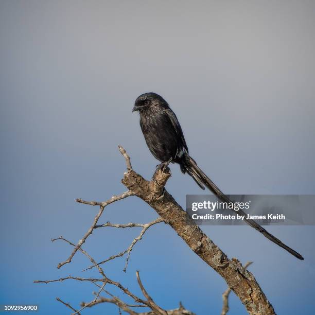 a magpie shrike, also known as the african long-tailed shrike, perches on a dead branch in south africa - magpie shrike stock pictures, royalty-free photos & images