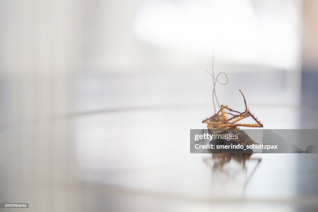 Cockroach