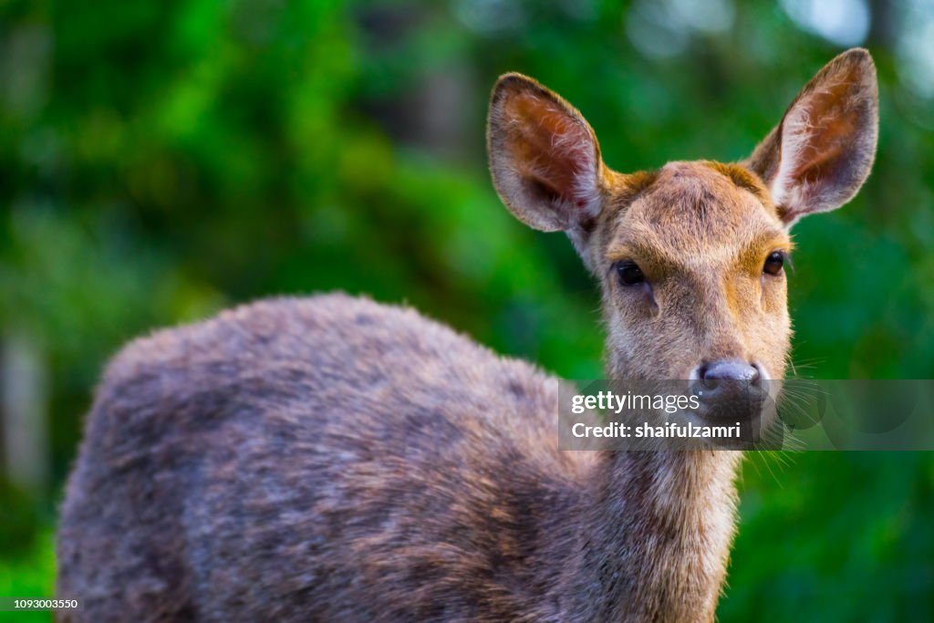 A young deer