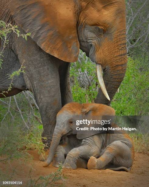 elephant calf taking a dust bath - afrikanischer elefant stock-fotos und bilder