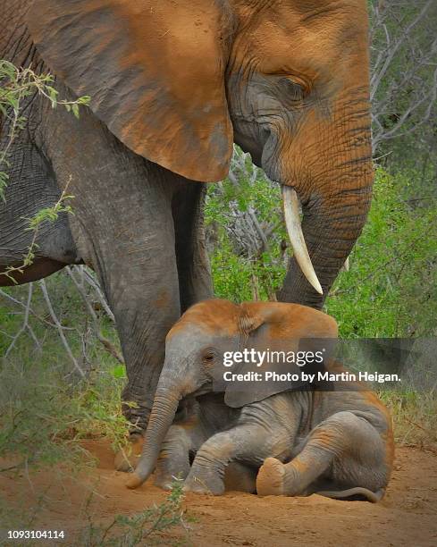 elephant calf taking a dust bath - africa elephant calf stock pictures, royalty-free photos & images