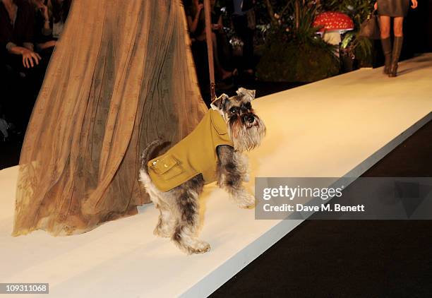 Dog walks the runway wearing Mulberry at the Mulberry Salon Show at London Fashion Week Autumn/Winter 2011 at Claridge's Hotel on February 20, 2011...