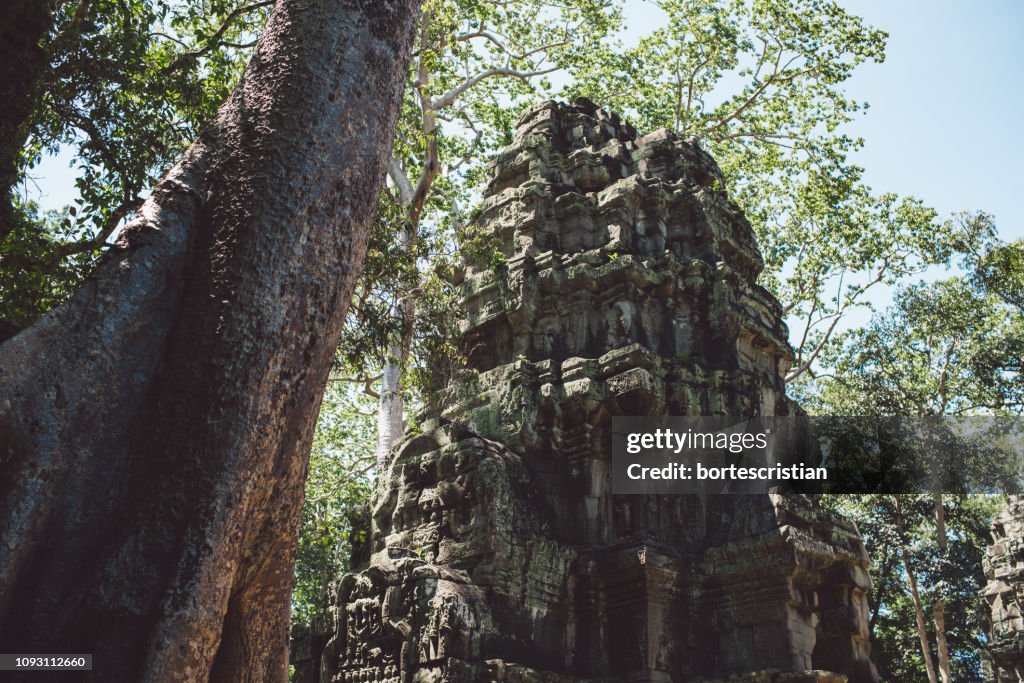 Vue en contre-plongée du vieux temple contre l’arbre