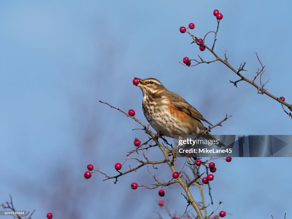 Redwing, Turdus iliacus