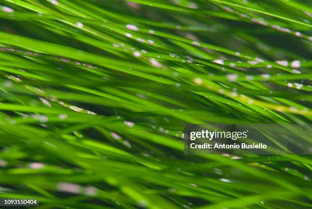 sea grass close up - zeegras stockfoto's en -beelden