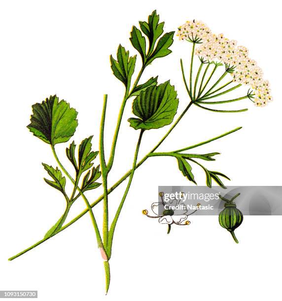 anise (pimpinella anisum) - anise plant stock illustrations