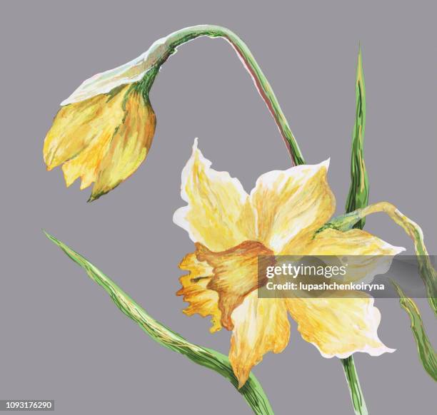 ilustrações de stock, clip art, desenhos animados e ícones de fashionable illustration modern art work my original painting with watercolors on paper spring flowers yellow daffodils - daffodil