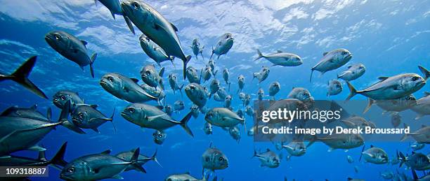 school of big eye jacks - trevally jack stock pictures, royalty-free photos & images