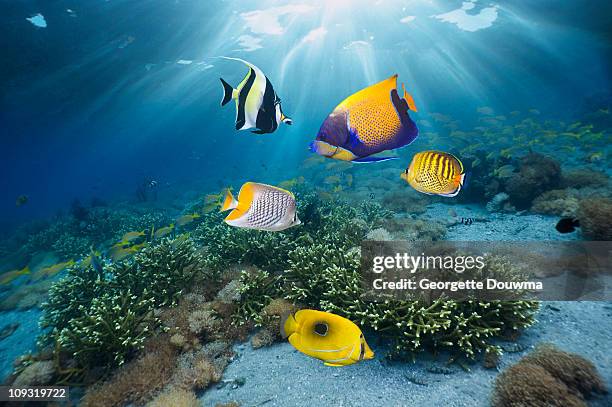 coral reef fish - chaetodon bennetti stock pictures, royalty-free photos & images