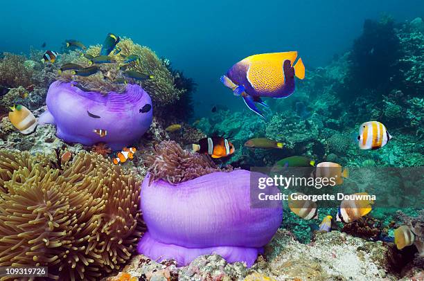 tropical fish on coral reef. - euxiphipops navarchus fotografías e imágenes de stock
