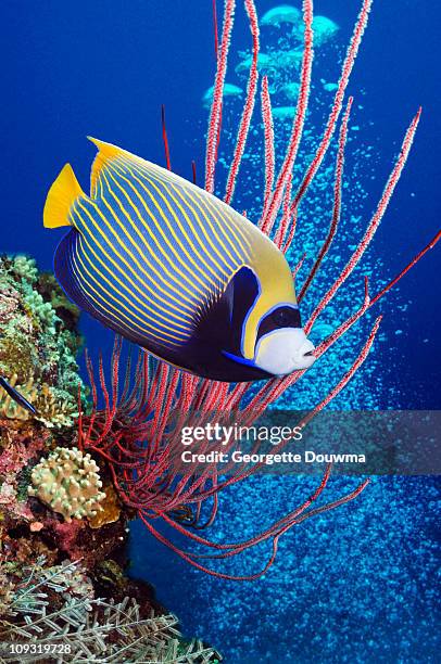 emperor angelfish (pomacanthus imperator) swimming - angelfish stock pictures, royalty-free photos & images