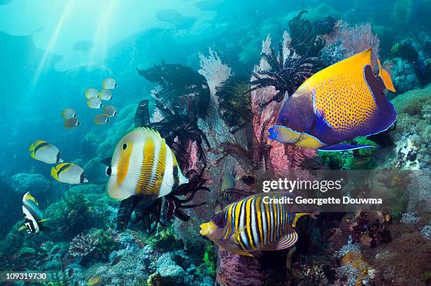 tropical coral reef - euxiphipops navarchus fotografías e imágenes de stock