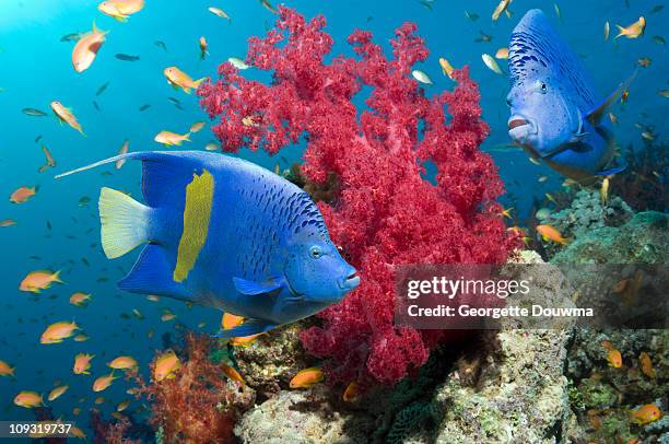 coral reef fish - kaiserfisch stock-fotos und bilder