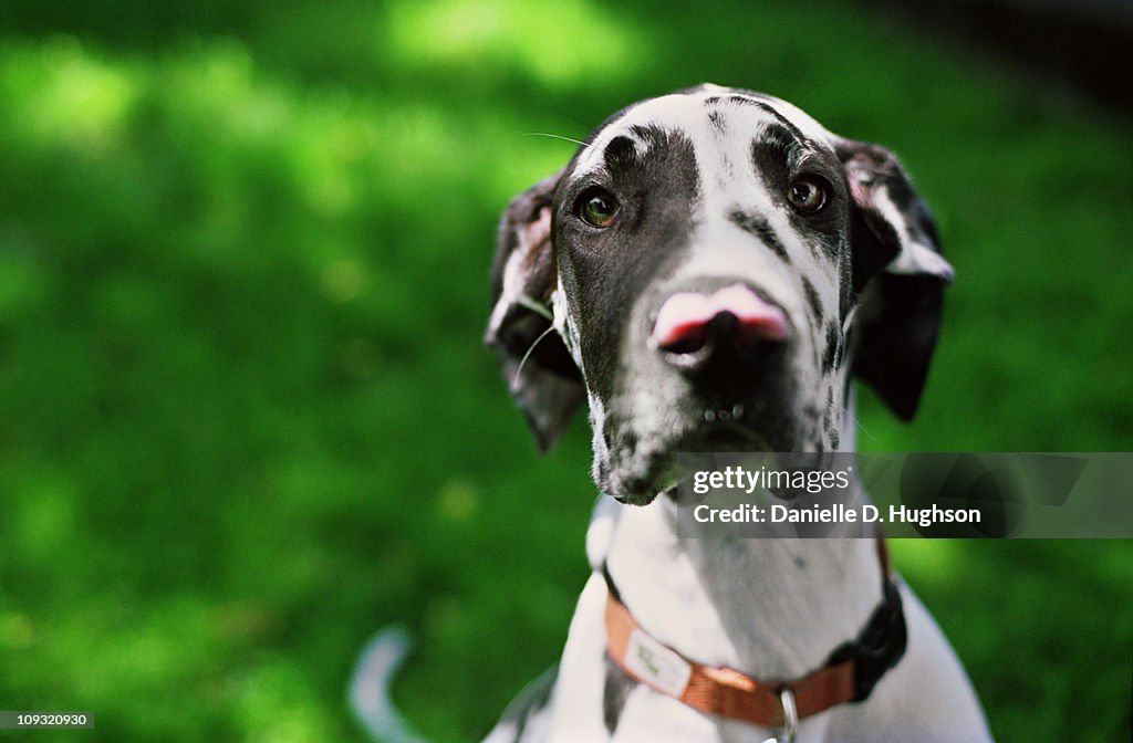 Portrait of a Great Dane